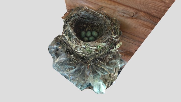Blackbird Nest with Eggs 3D Model