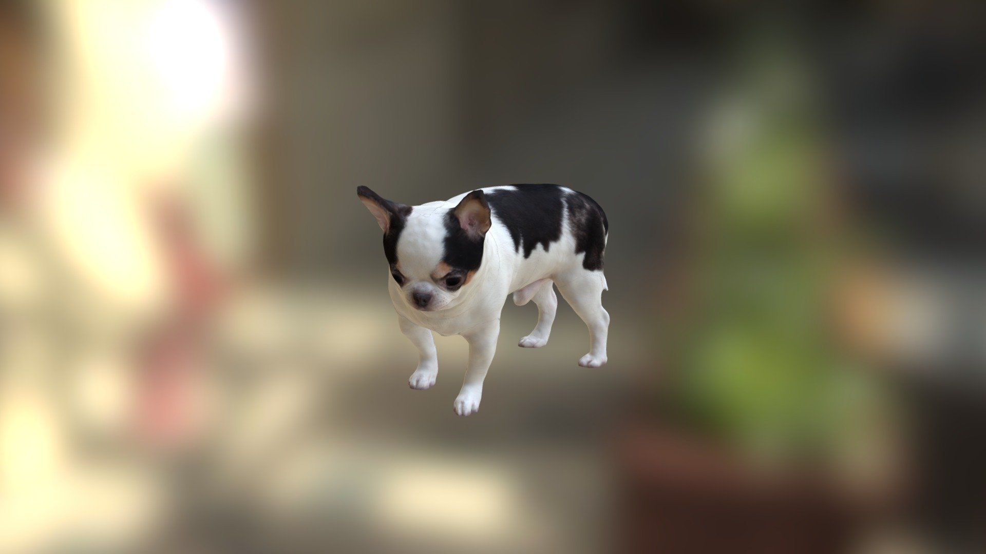 Scanned  Chihuahua Dog-891