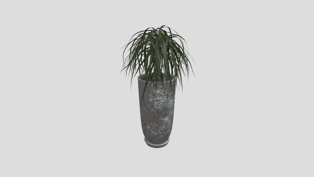 Ponytail Palm In Stone Planter