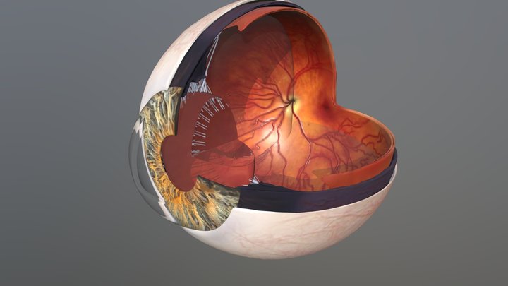 Human eye anatomy 3D Model