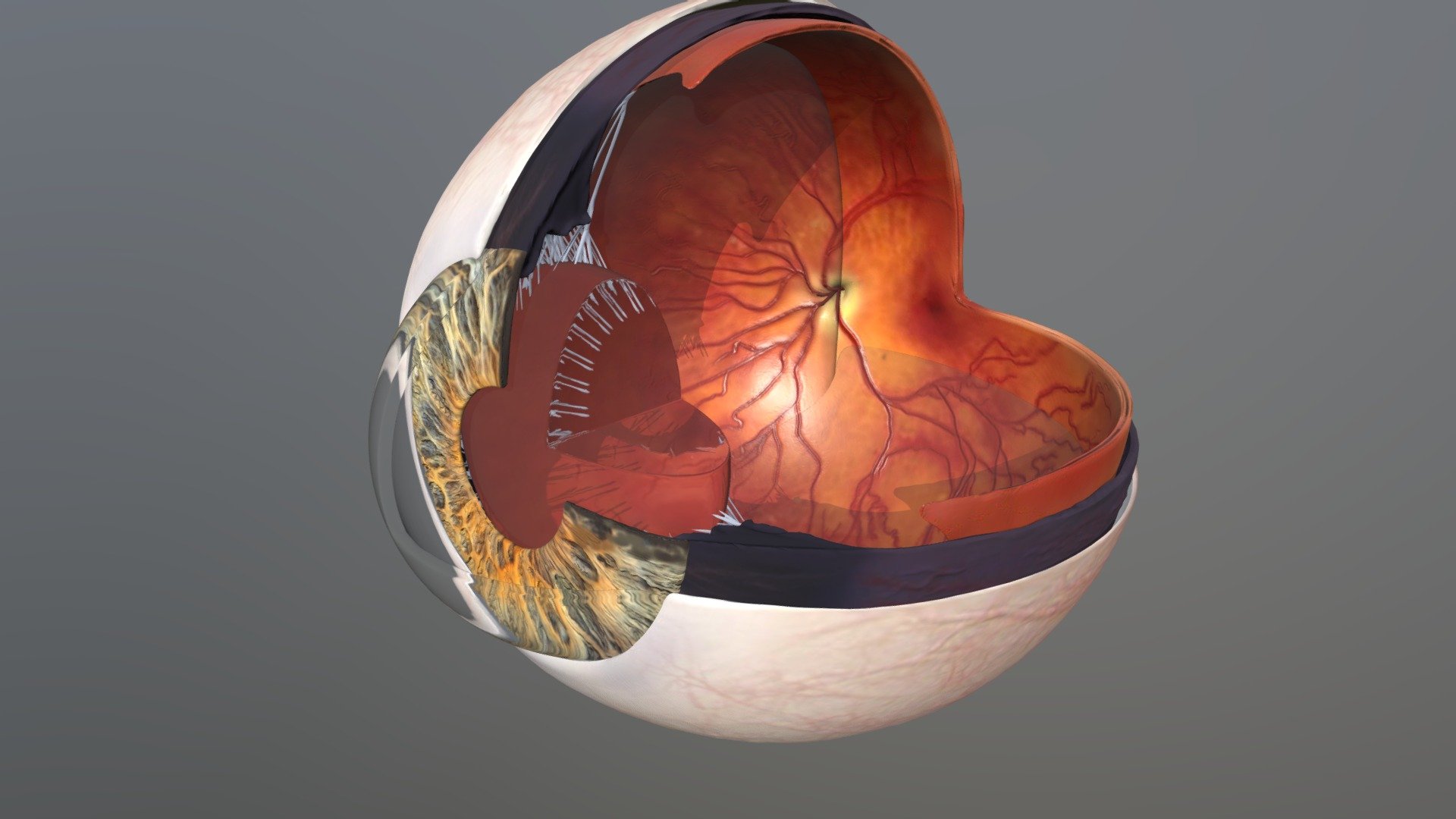 Human Eye Anatomy 3D Model By Humantouchillustration 1a23ab8 