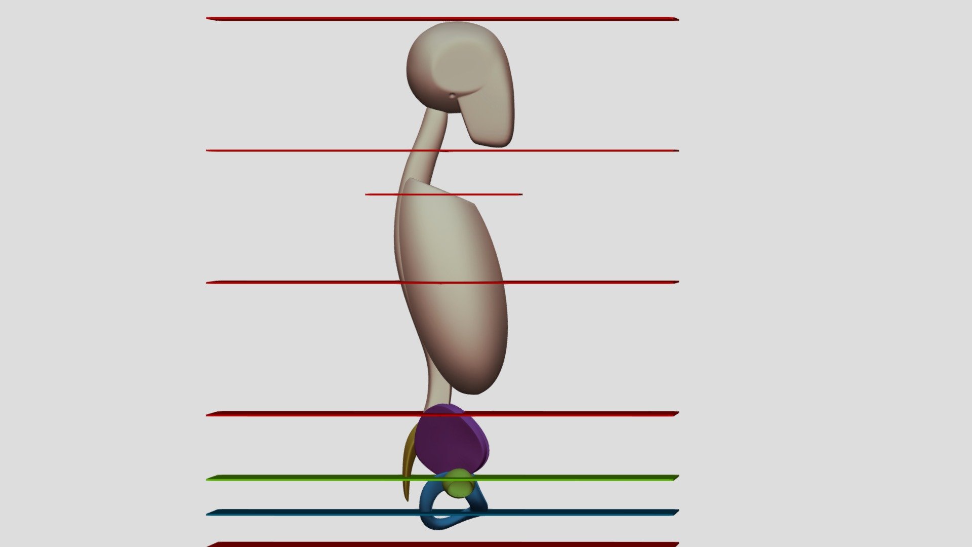 Major Masses with Markers - 3D model by Digital Ecorche Massing Models ...