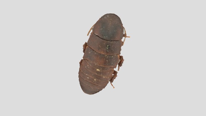 wood feeding cockroach test 2 3D Model
