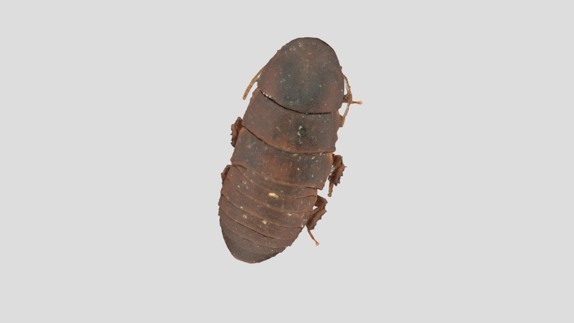 wood feeding cockroach test 2 3D model by simonmax [1a285e3] Sketchfab