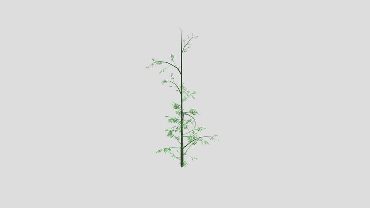 Bamboo 3D Model