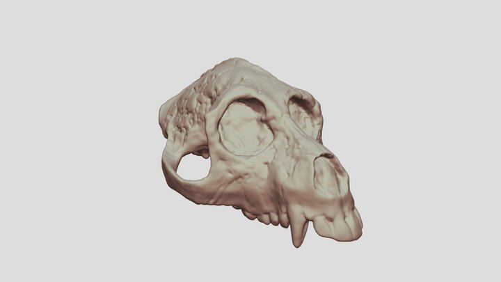 Crâne 1 3D Model