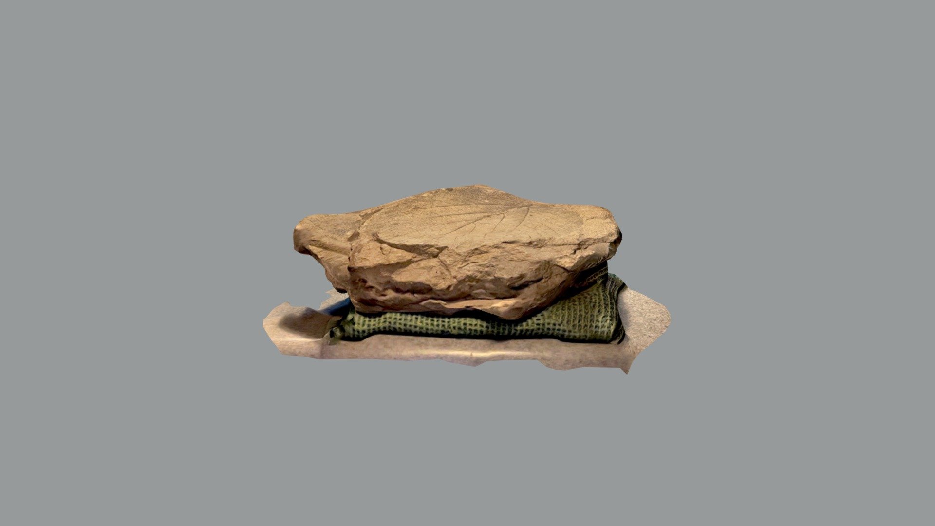 Paleocene leaf imprint with iPad-Scaniverse