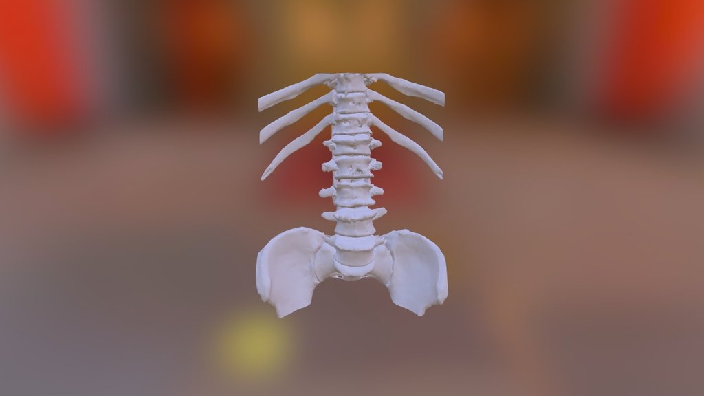 Lumbar Spine - sku 111 - 3D model by orto3d [1a32cf1] - Sketchfab