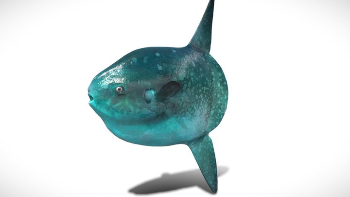 Blobfish 3D models - Sketchfab