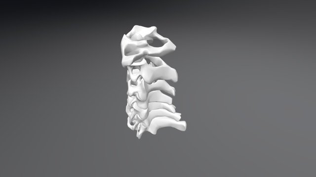 Columna Cervical Sin Discos 3D Model