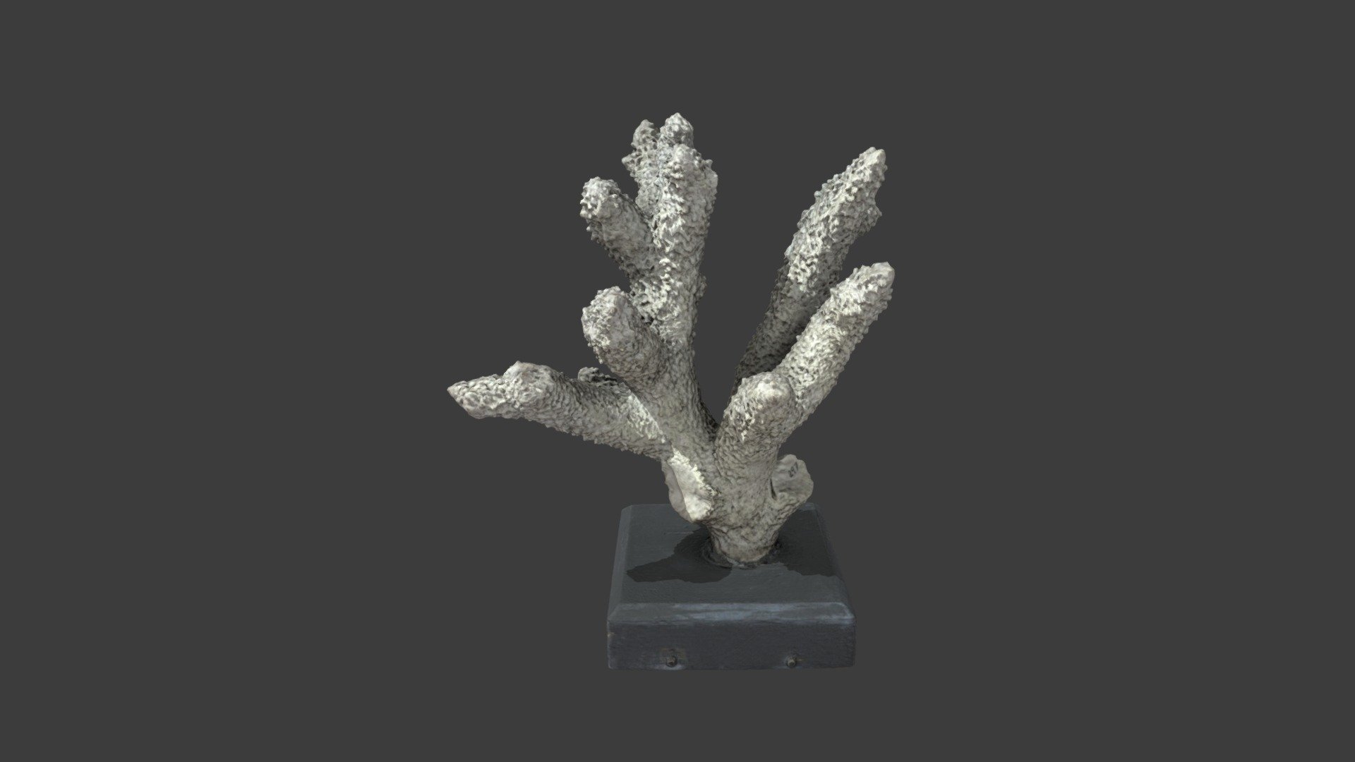 Madrepora robusta