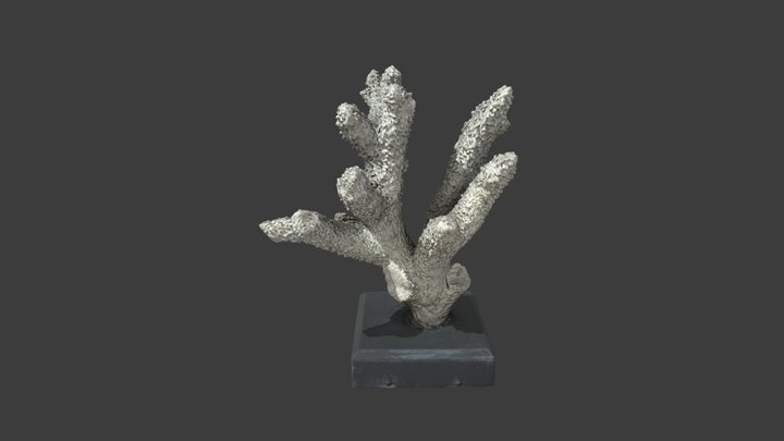 Madrepora robusta – Modello 3D gratuito STL