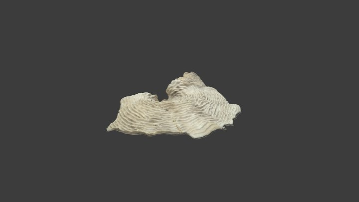 Agaricia speciosa – Modello 3D gratuito STL