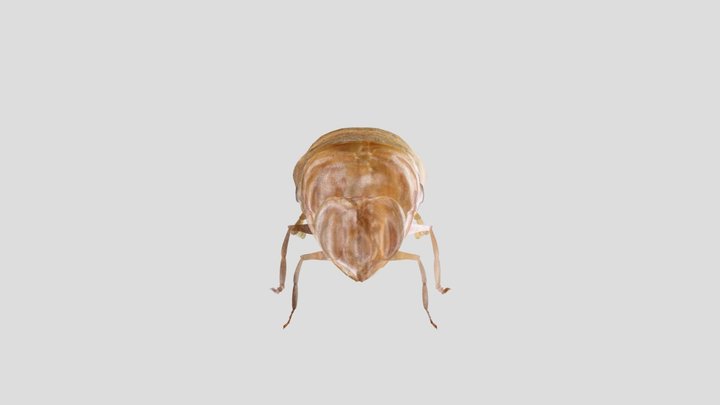 cicada slough 3D Model