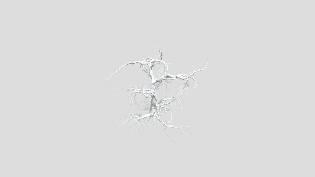 Sj Dried Tree With Branches