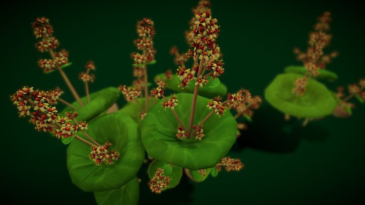Flower UMBRELLA SUCCULENTS 3D Model