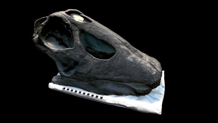 Diplodocus carnegiei skull cast 3D Model