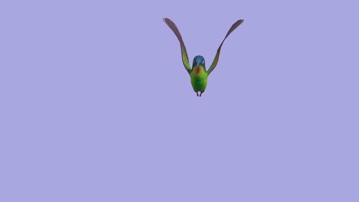 Colibri 3D Model