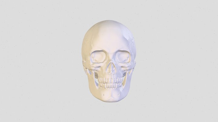 Anatomy exercise #1 3D Model