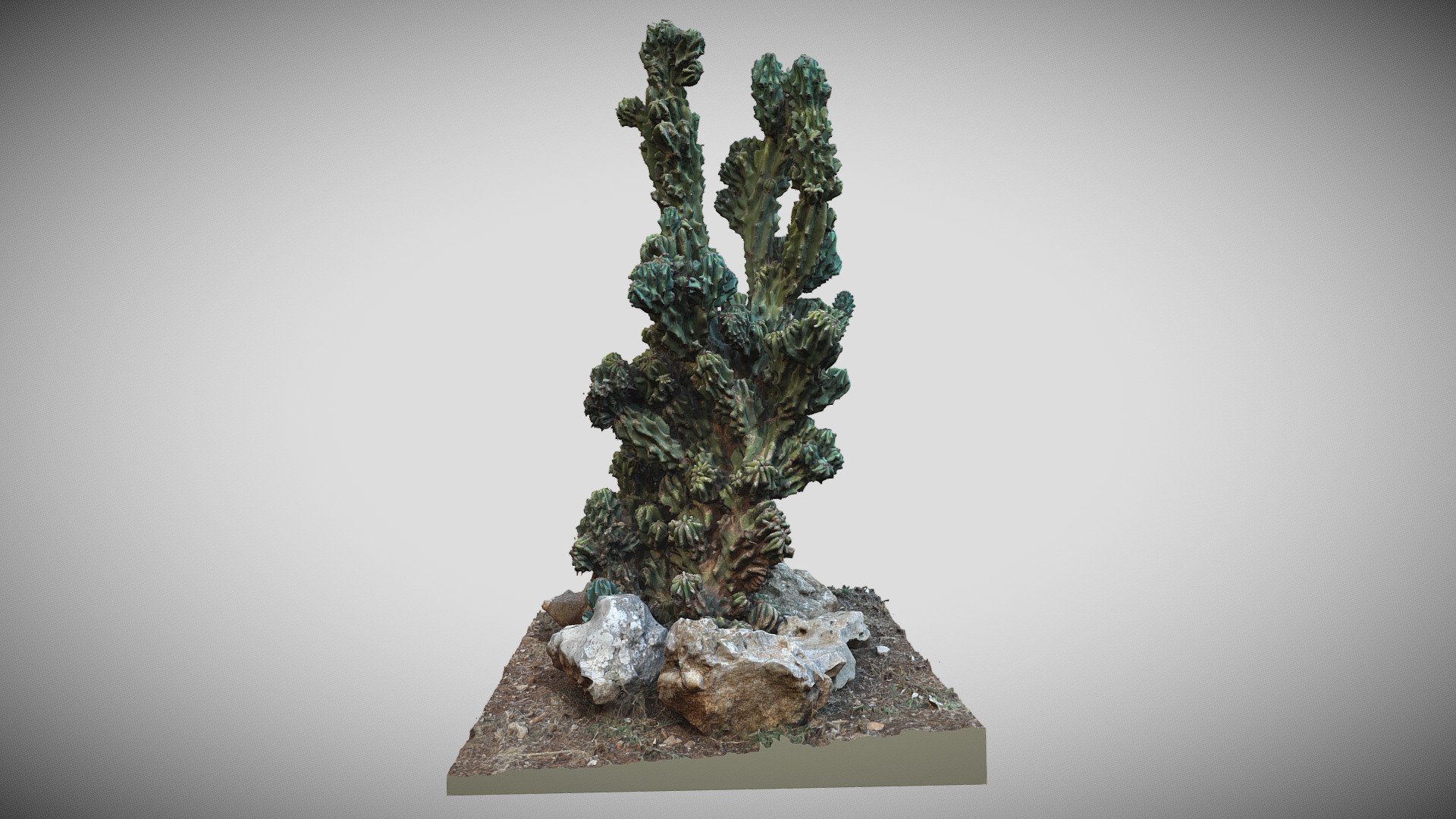 Cactus Cereus