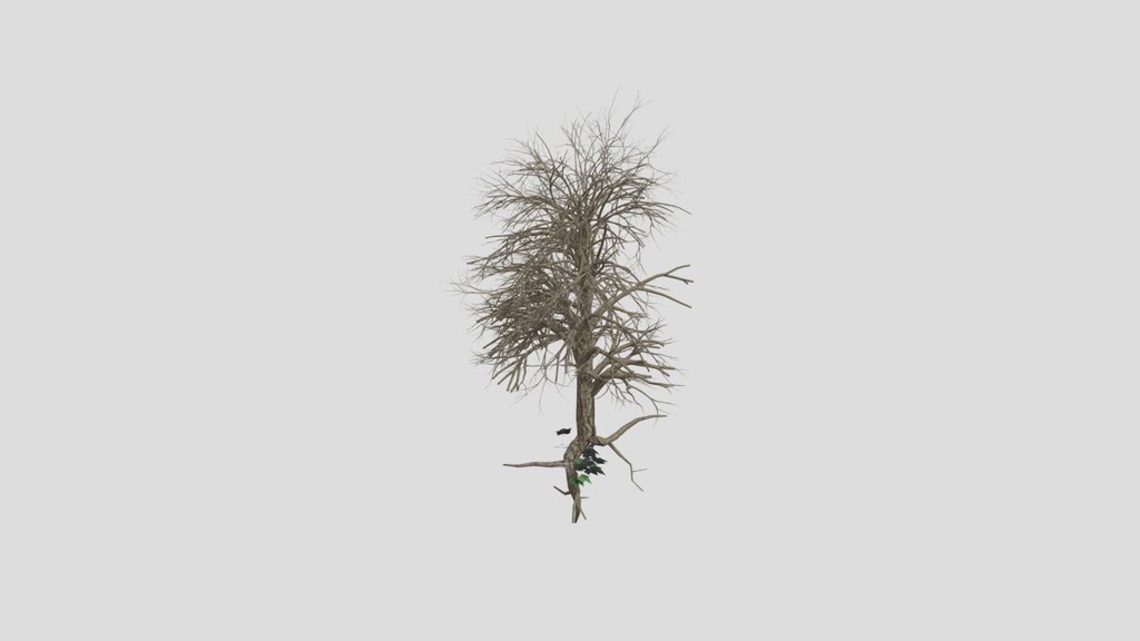 Ahorn Tree