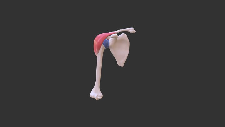 Shoulder 3D Model