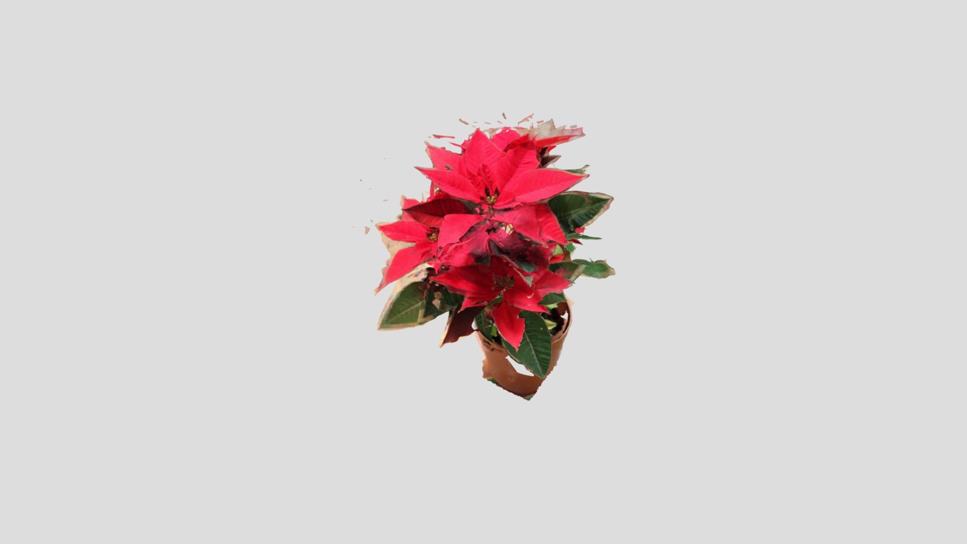 赤い葉の植物 by K. Ishizaka