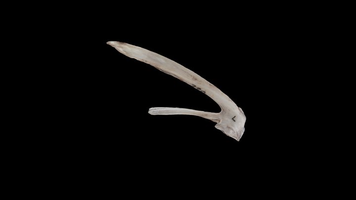 Cod (Gadus morhua) Posttemporal 3D Model