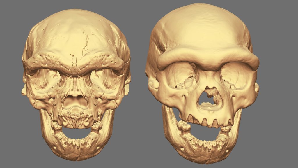 Dali Harbin Crania Hiaxhe Mandible