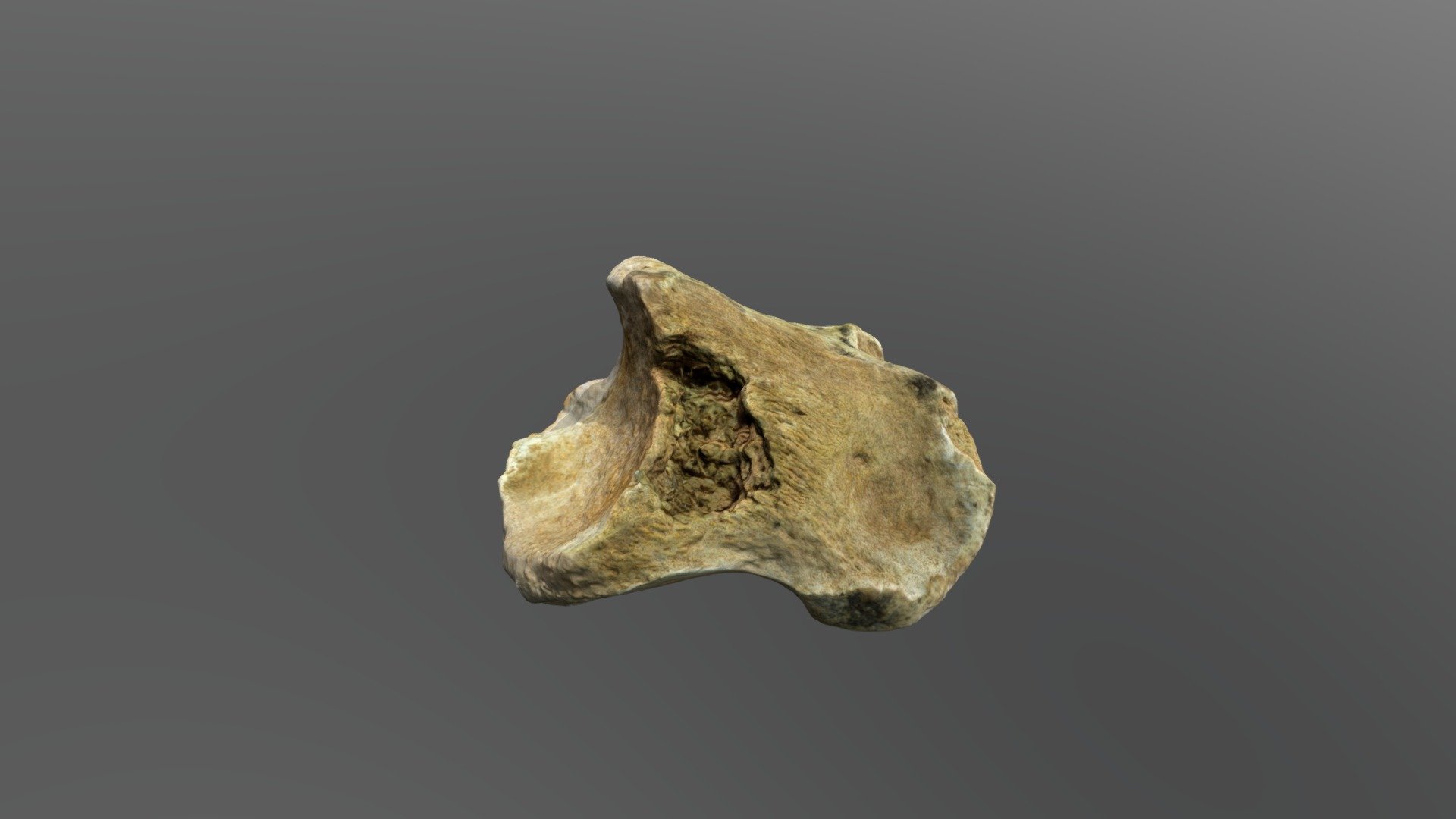 Fossilized Pleistocene Horse Phalanx