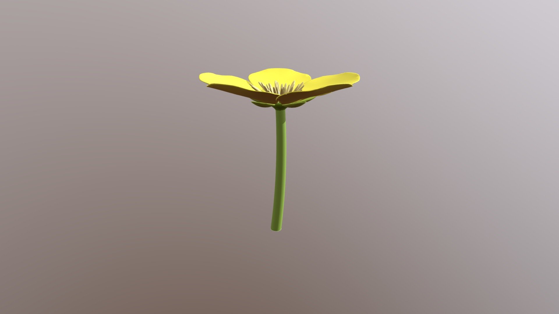 Ranunculus acris