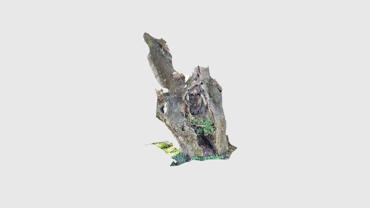 Hollow trunk, Madrid Zoo 3D Model