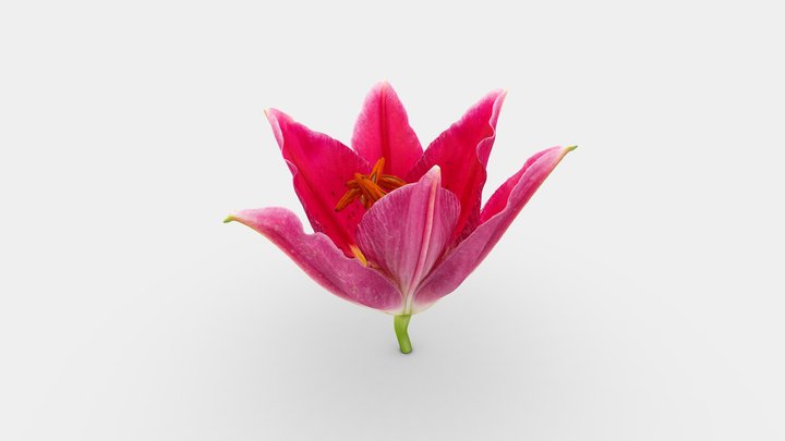 Red Lilly / Rode Lelie 3D Model