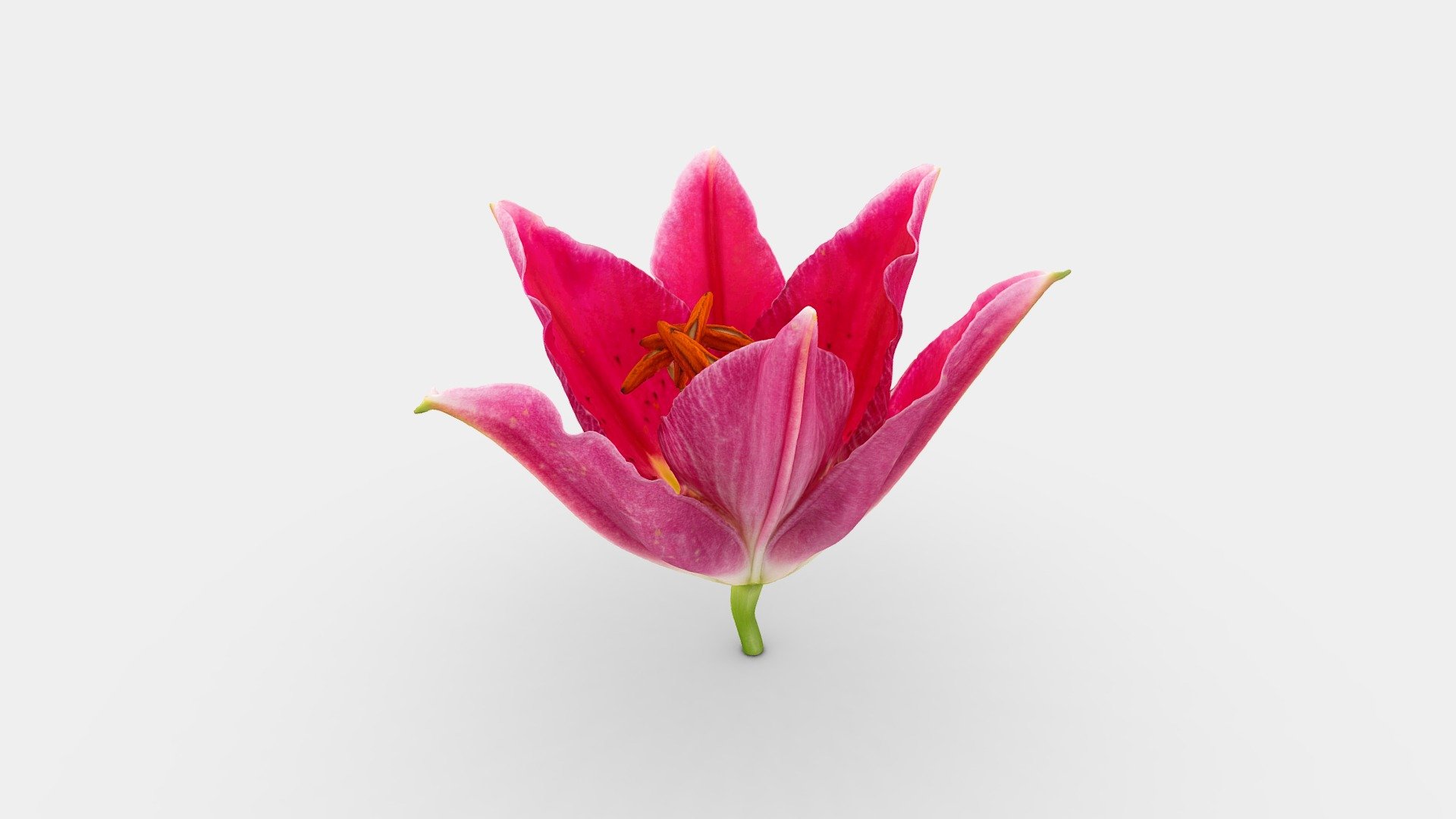 Red Lilly / Rode Lelie — Sketchfab embed 3D viewer