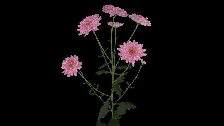 25Au_In074 3D Model