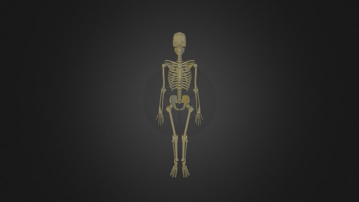 Human Body Skeleton 3D Model