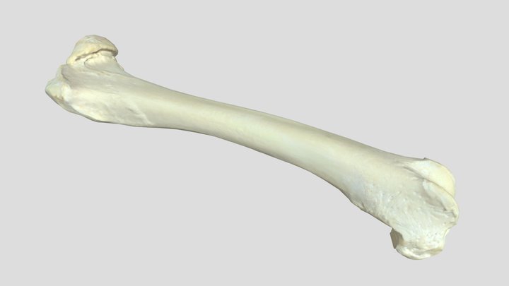 Femur 5% 3D Model