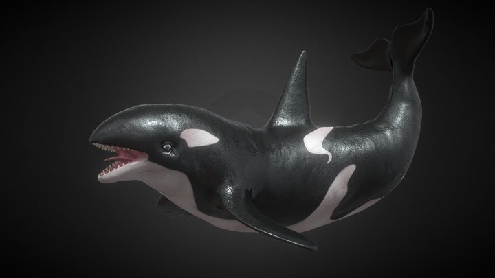 Killer Whale Rigged And Animated 3D Model