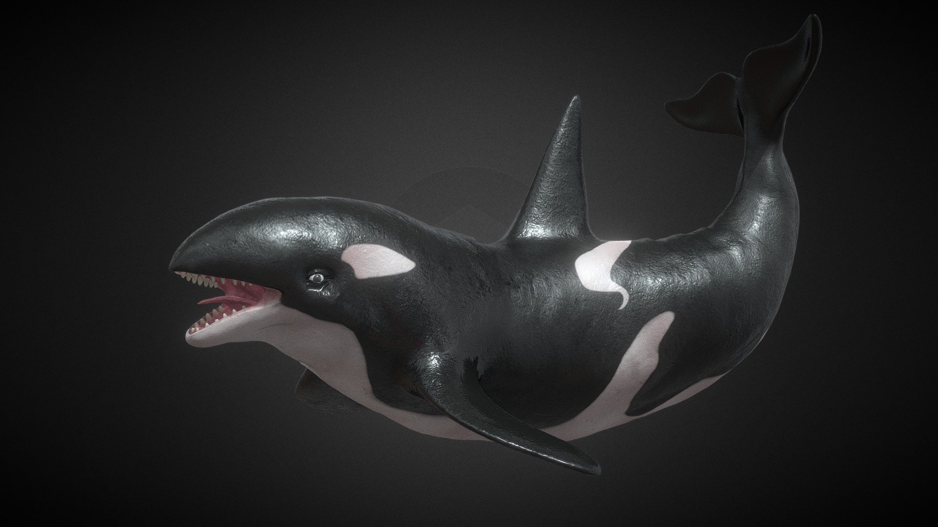 Killer Whale Rigged And Animated - 3D model by Creature Guard ...