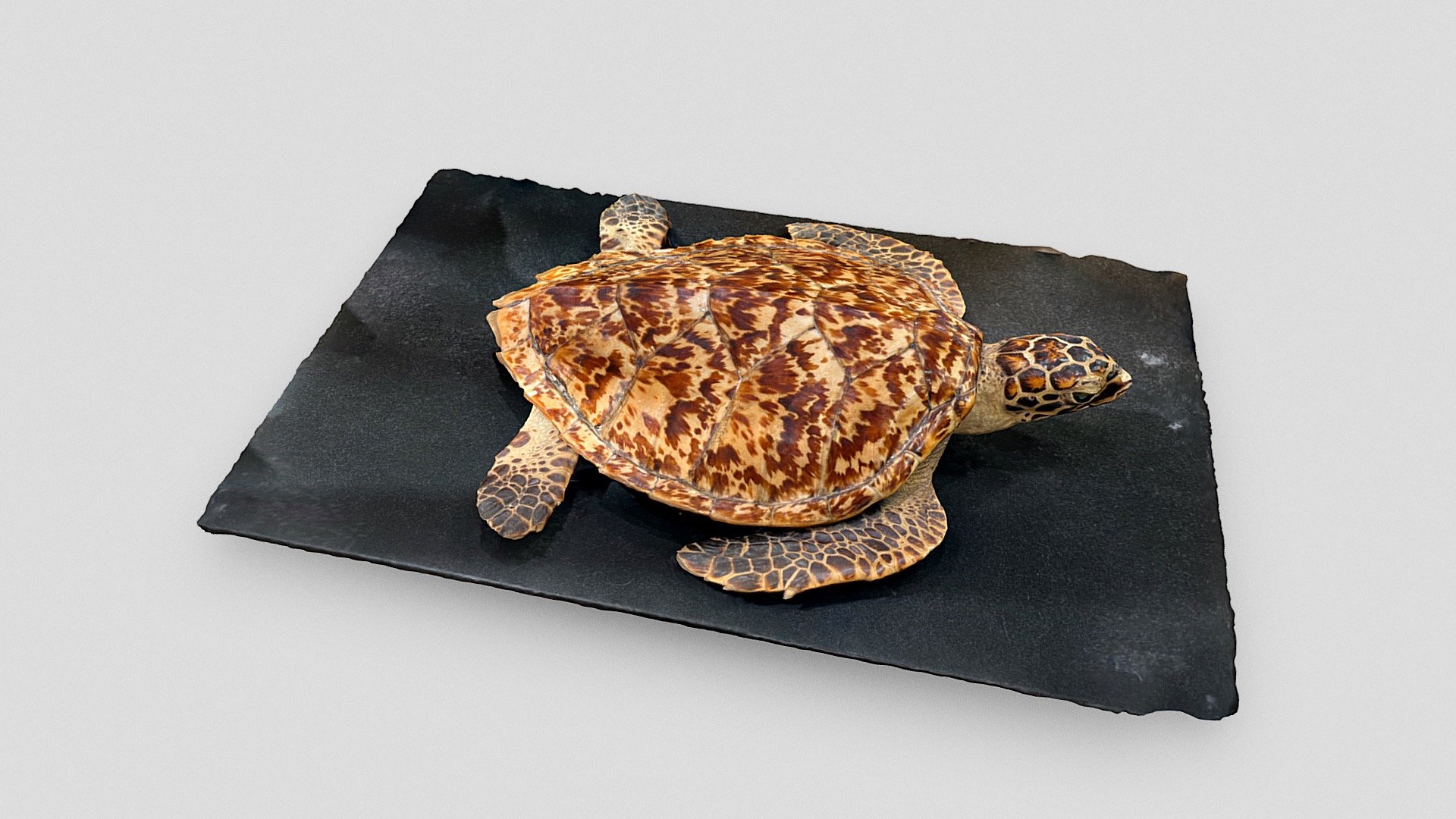 Sea turtle
