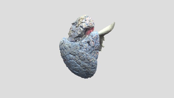 Pulmón 3D Model