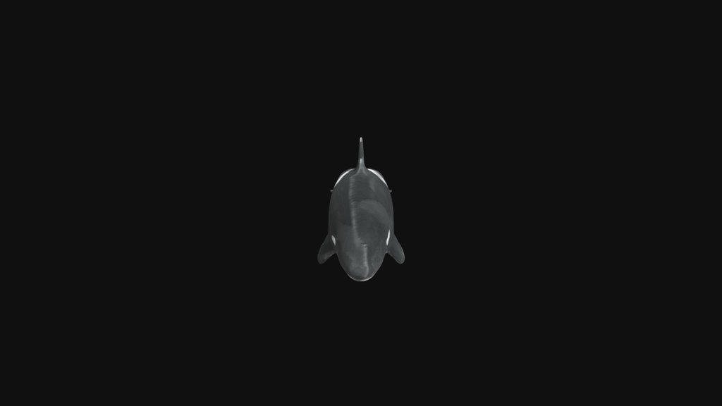 Orca 4