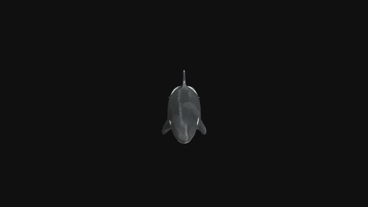 Orca 4 3D Model