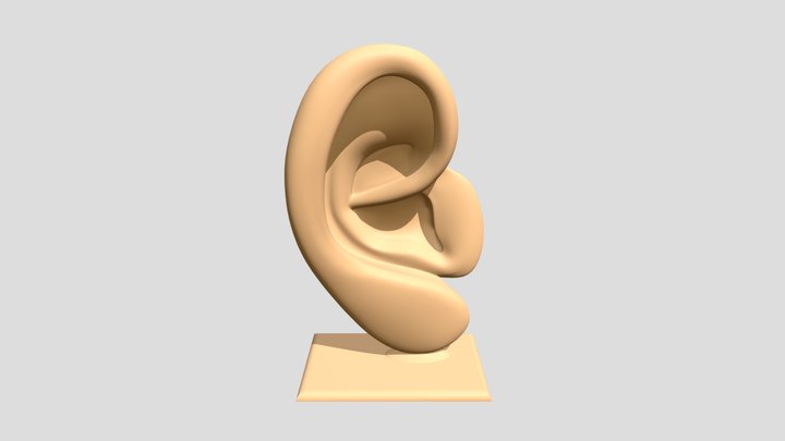 外耳殼230918 3D Model