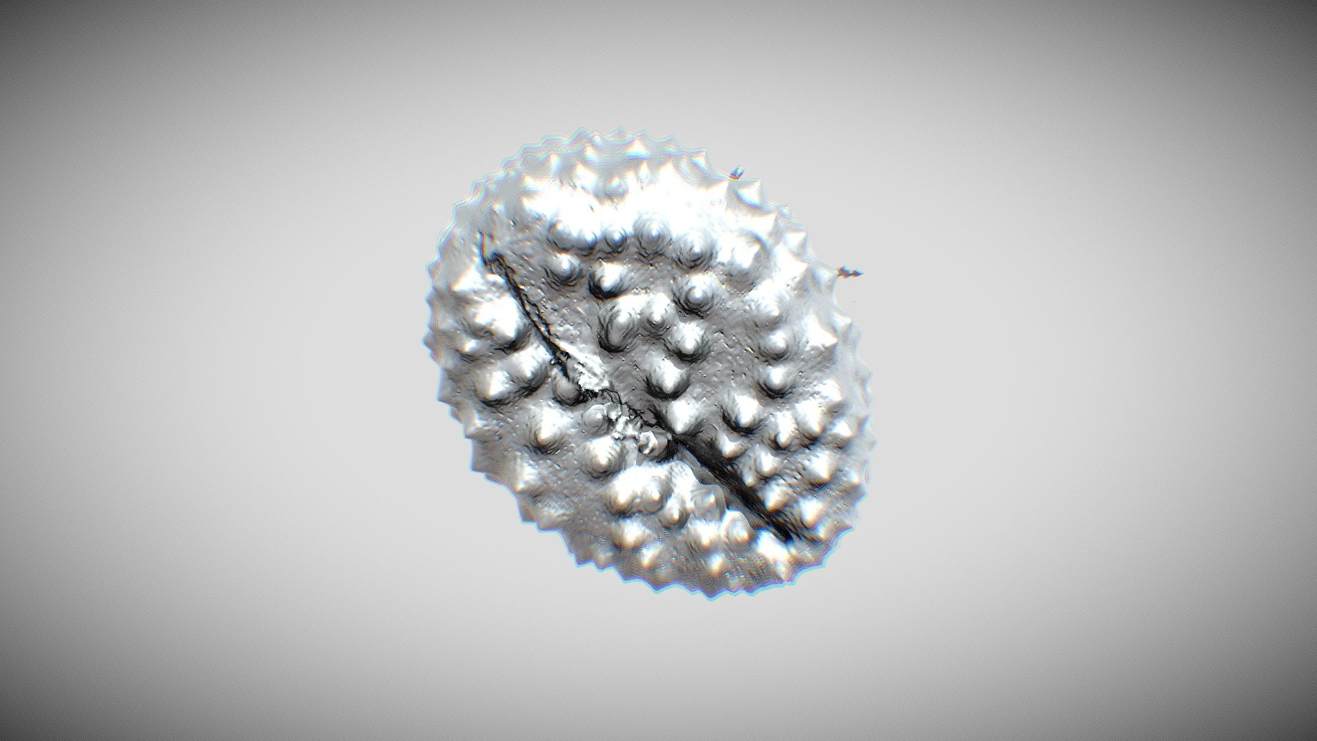 POLEN 3D\Centauria nigra