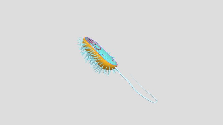 eve3d_-_celula_procariota 3D Model