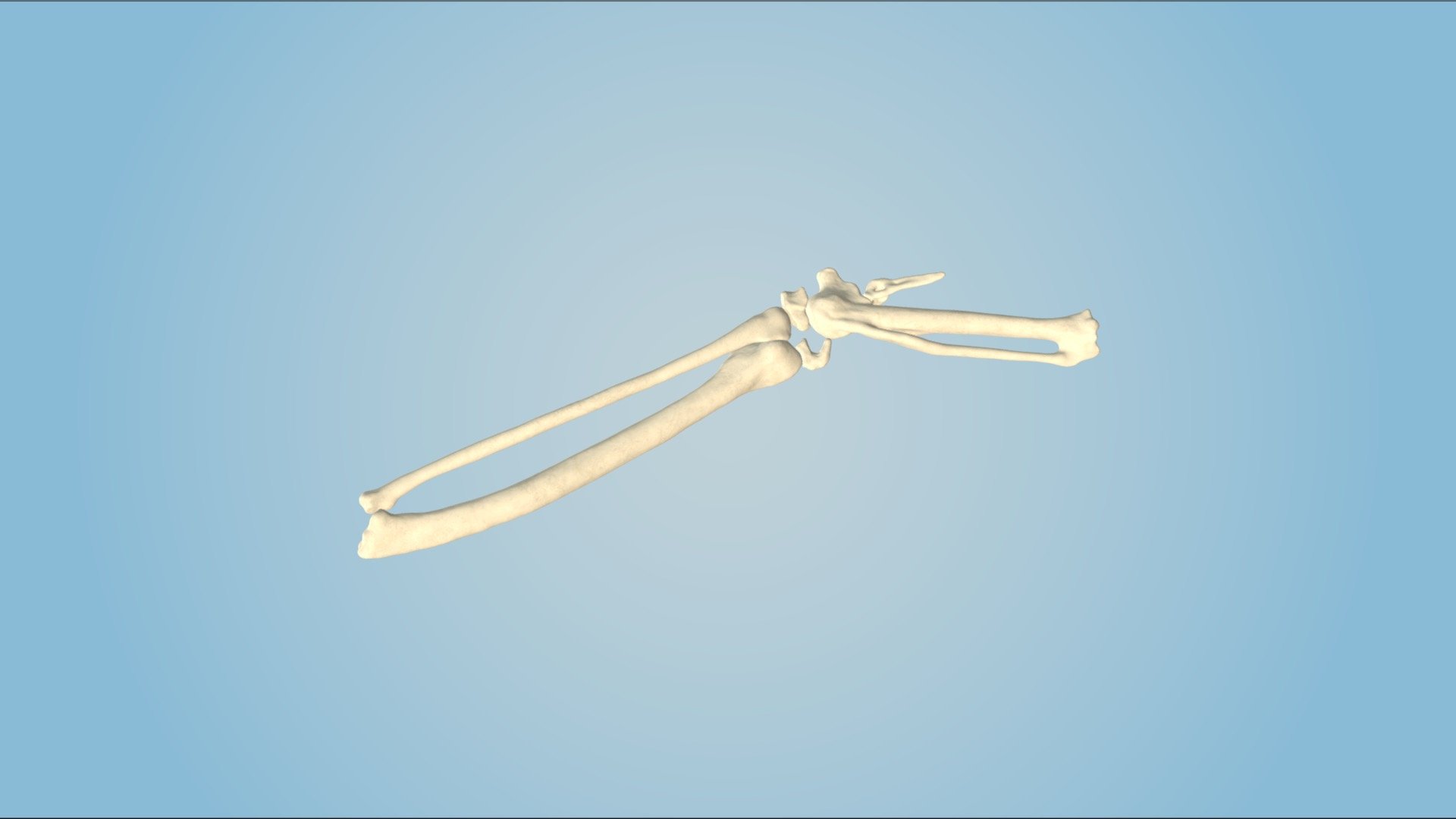 Parrot's Carpal and Metacarpal Bones - 3D model by ERC [1a89e45 ...