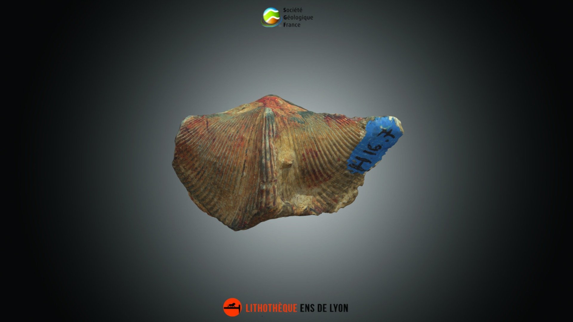 Brachiopode - Spirifer sp.