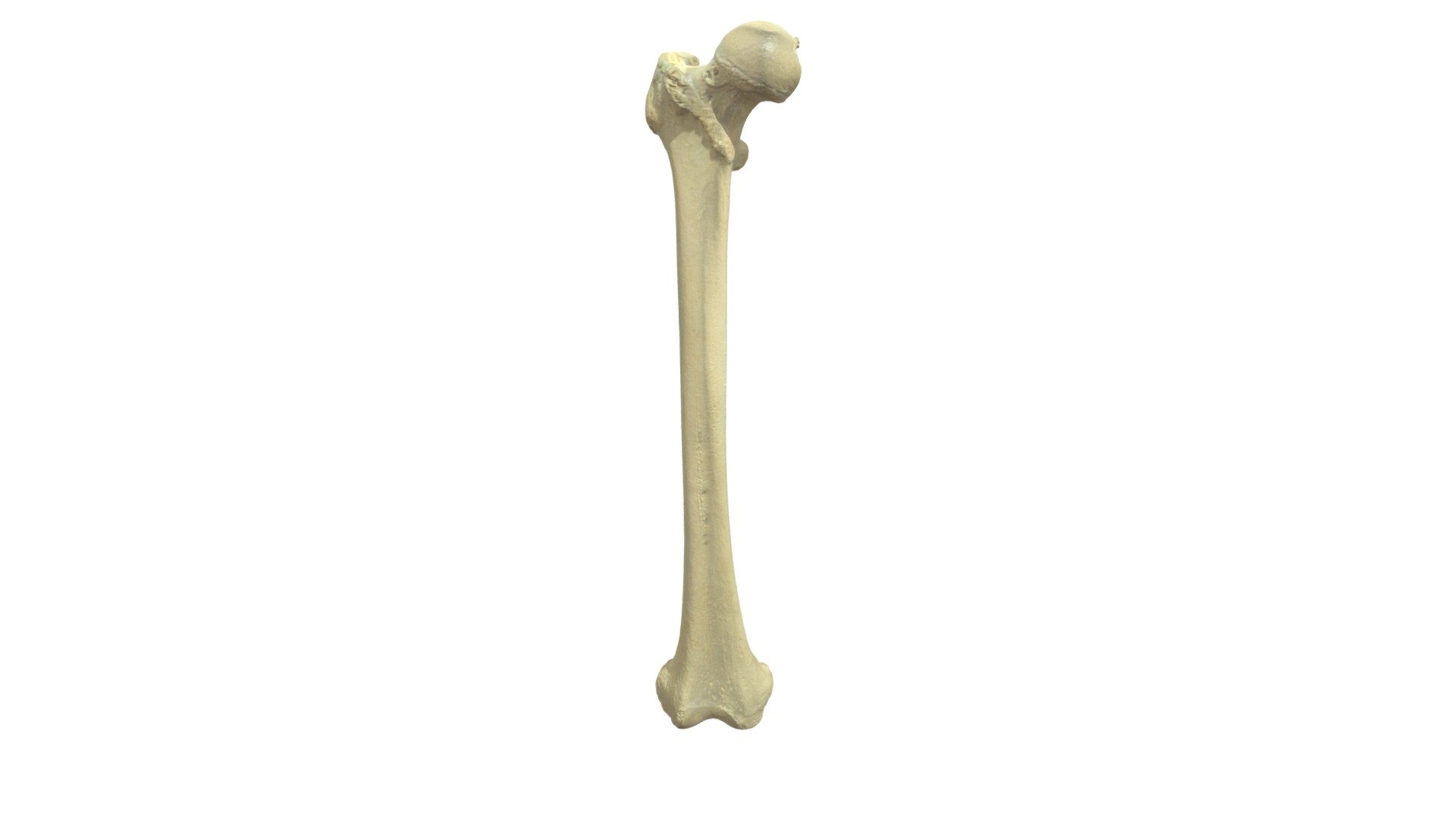 Femur R - Proximale epifyse - annotaties - 3D model by Universiteit ...