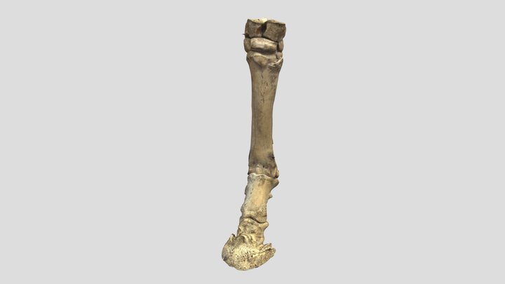 Horse Leg 3D Model